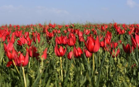 Bakanlıktan Çiftçiye Tohum Müjdesi: 39 Yeni Çeşit Toprakla Buluşuyor
