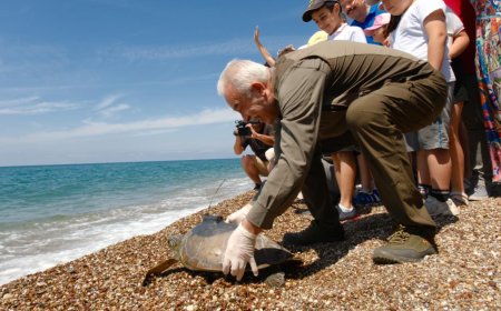 Akdeniz’de Bir İlk: Genç Yeşil Deniz Kaplumbağaları Uyduyla Takibe Alındı
