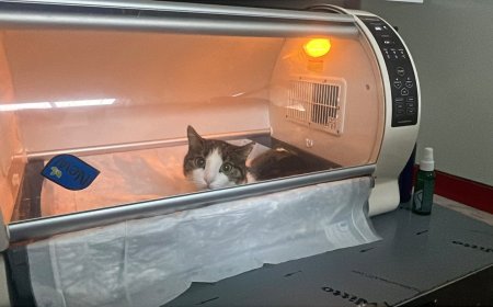 Alanya’da Kedinin Karnından 400 Gramlık Kist Çıkarıldı: Fıstık Hayata Tutundu.