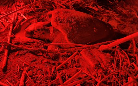 Belek’te Caretta Caretta Mucizesi: Havalar Isındı, Yuva Sayısı 1200’e Ulaştı!