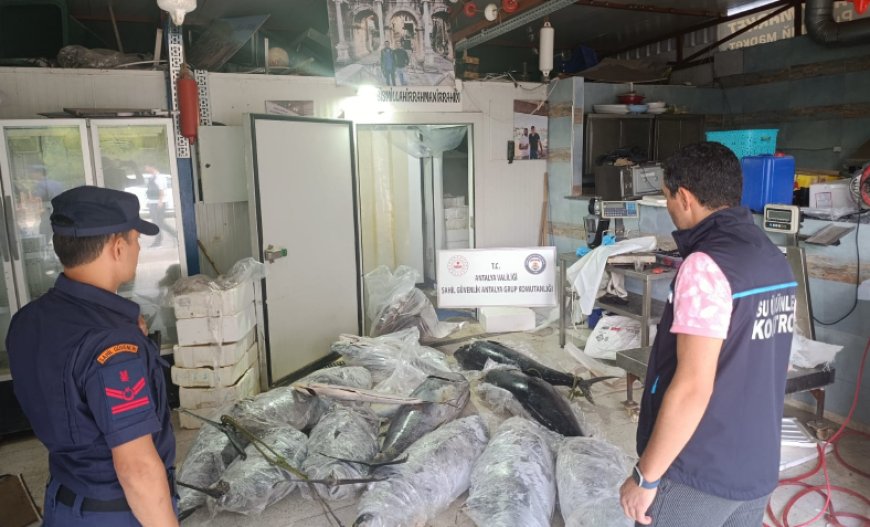 Antalya’da gerçekleştirilen denetimlerde avlanması ve satışı yasak olan 603,2 kilogram su ürününe el konuldu