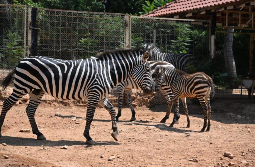 Antalya Doğal Yaşam Parkı’nda Yavru Sevinci