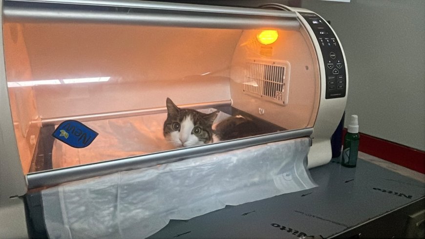 Alanya’da Kedinin Karnından 400 Gramlık Kist Çıkarıldı: Fıstık Hayata Tutundu.