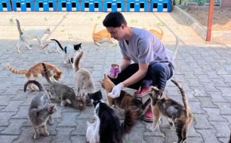 Kemer Belediyesi'nden sokak hayvanları için yoğun mesai