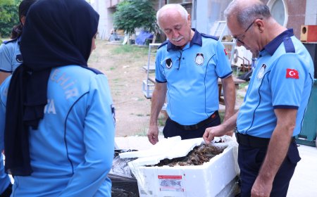 Antalya Otogarı'nda Şok Denetim! Sağlıksız Taşınan 90 Kilo Kerevit İmha Edildi