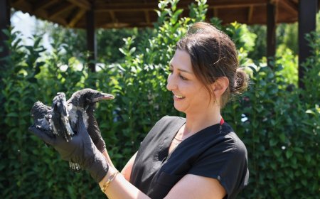 Konyaaltı Belediyesi Yaralı Yavru Kargayı Tedavi Etti: Zeytin Yeniden Doğaya Dönecek