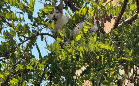 Alanya Belediyesi’nden Ağaçta Mahsur Kalan Kediye Kurtarma Operasyonu