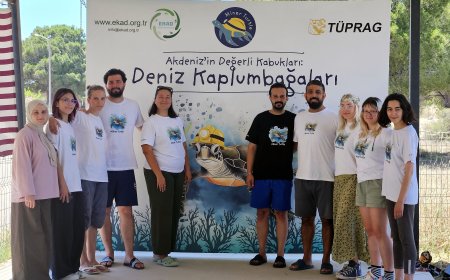 Caretta Carettalar İçin Kritik Sezon: Kızılot Kumsalında Yuva Sayısı 790'ı Aştı