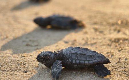 Belek’te Caretta Caretta Heyecanı: İlk Yavrular Mavi Sularla Buluştu