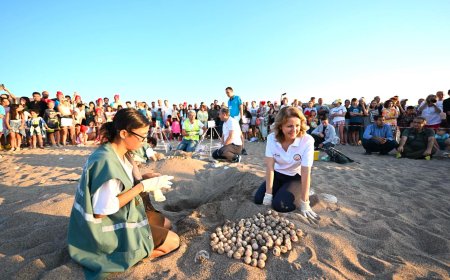 Antalya'da Caretta Caretta Yavruları Mavi Akdeniz İnisiyatifi ile Denizle Buluştu