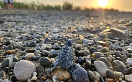 Antalya'da Caretta Caretta Heyecanı! Binlerce Yavru Denizle Buluşmaya Başladı