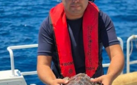 Alanya Açıklarında Caretta Caretta Seferberliği! Turistler O Anları Kaydetti