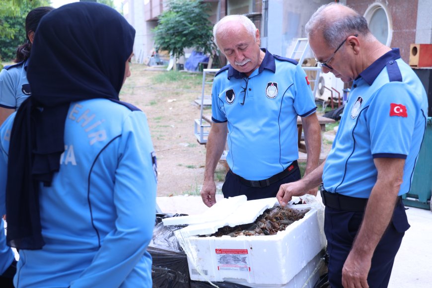 Antalya Otogarı'nda Şok Denetim! Sağlıksız Taşınan 90 Kilo Kerevit İmha Edildi