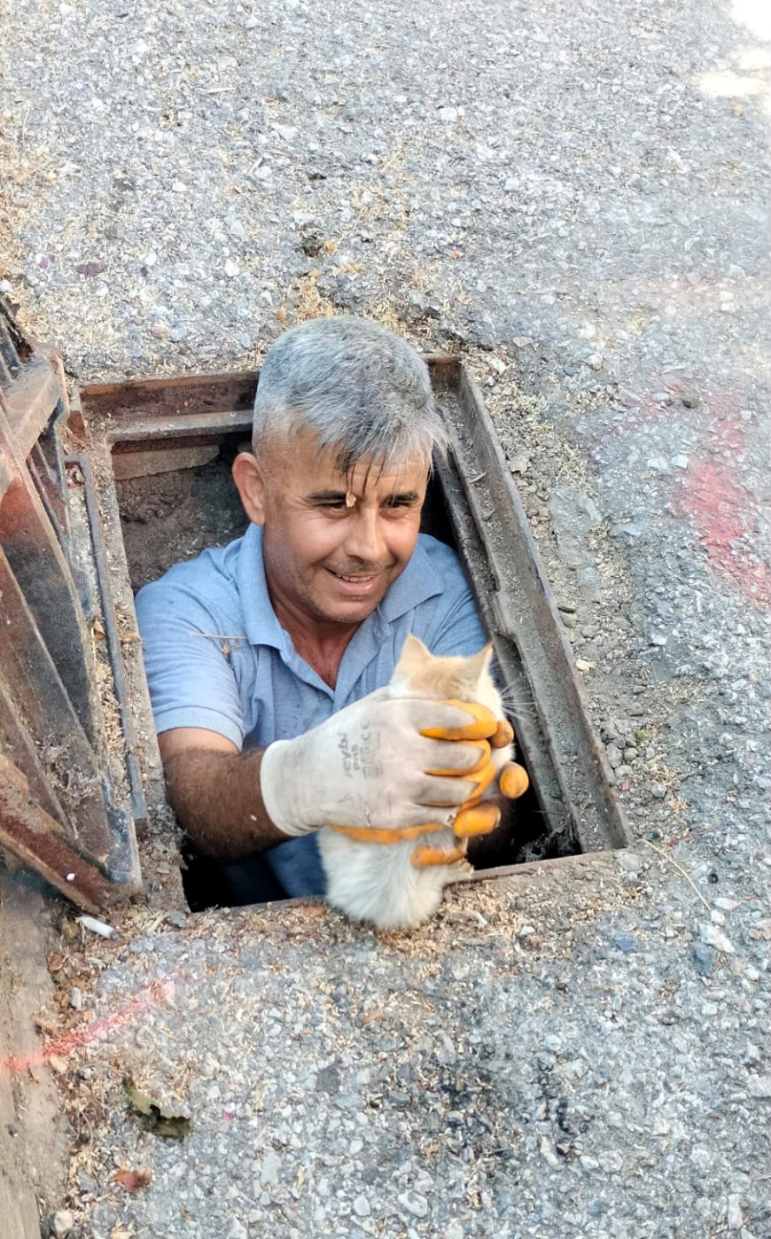 Alanya'da Mazgala Sıkışan Kedi Belediye Ekiplerince Kurtarıldı
