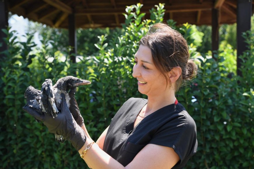 Konyaaltı Belediyesi Yaralı Yavru Kargayı Tedavi Etti: Zeytin Yeniden Doğaya Dönecek