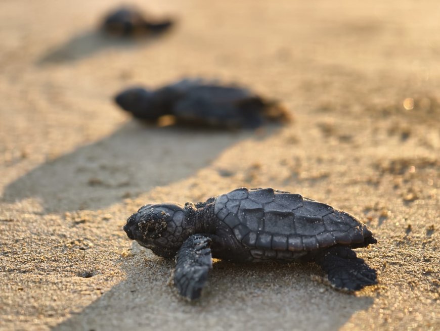 Belek’te Caretta Caretta Heyecanı: İlk Yavrular Mavi Sularla Buluştu