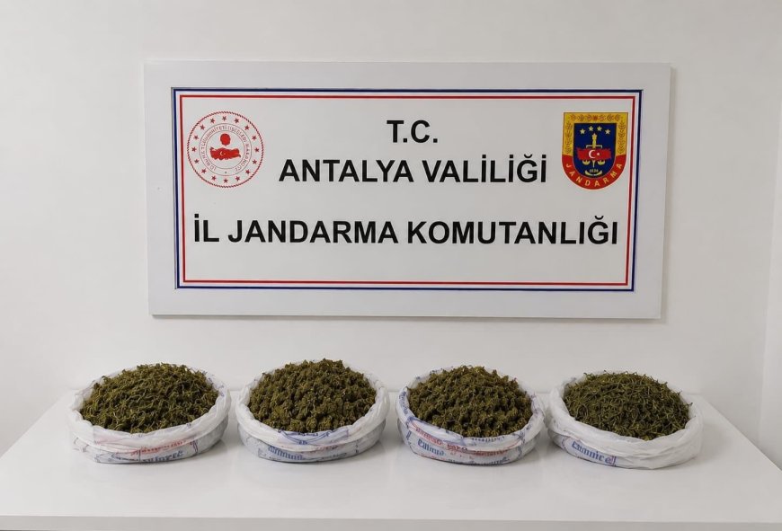 Alanya'da Jandarmadan Uyuşturucu Operasyonu: Yaklaşık 2 Kilo Kubar Esrar Ele Geçirildi.