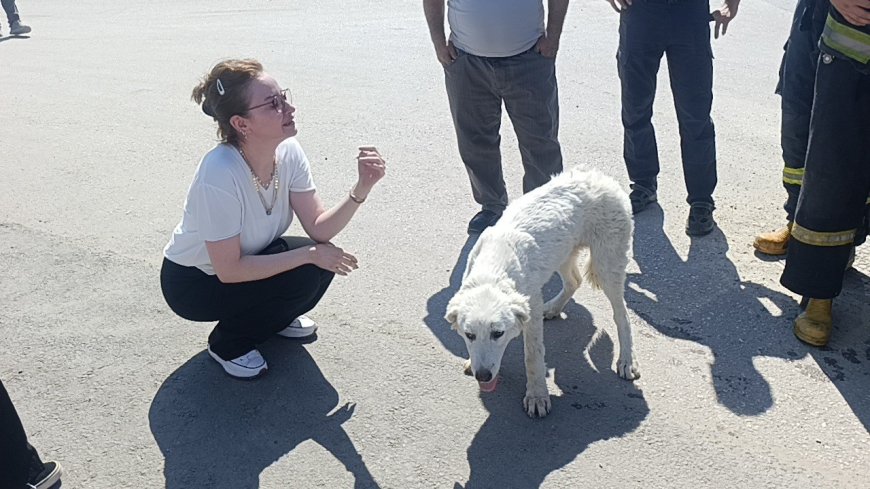Manavgat'ta Kanalda Mahsur Kalan Köpek Günler Sonra Kurtarıldı