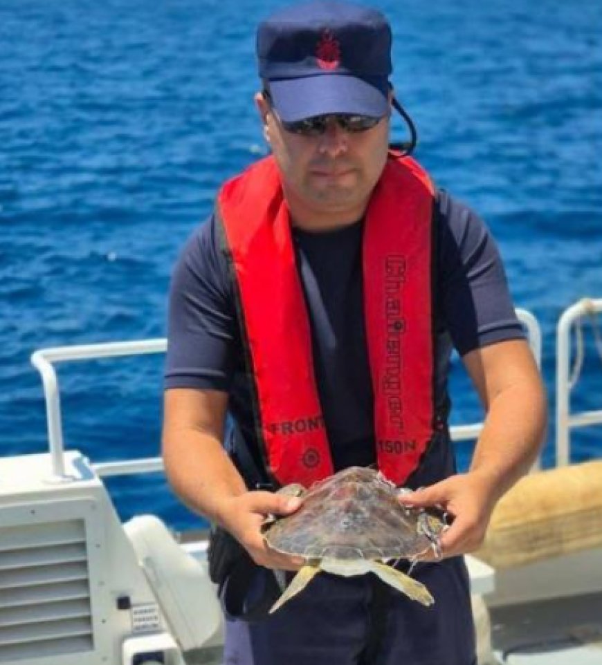 Alanya Açıklarında Caretta Caretta Seferberliği! Turistler O Anları Kaydetti
