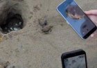 Antalya'da Sevimli Anlar: Caretta Caretta Yavruları Turistlerin Gözleri Önünde Denize Ulaştı