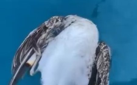 Alanya açıklarında yürek burkan görüntü! Ağzına olta kancası saplanan martı ölü bulundu.