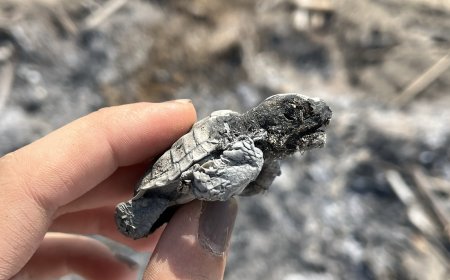 Antalya'da Yürek Burkan Olay! Caretta Caretta Yavrusu Yakılan Ateşte Can Verdi
