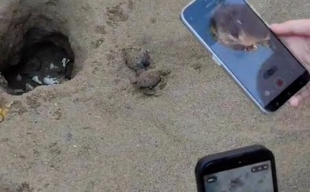 Antalya'da Sevimli Anlar: Caretta Caretta Yavruları Turistlerin Gözleri Önünde Denize Ulaştı