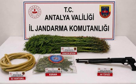 Alanya’da Uyuşturucu Operasyonu: 290 Gram Esrar ve 120 Kök Kenevir Ele Geçirildi.