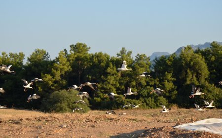 Serik’te Göç Yolundaki Leylekler Tarlaya Mola Verdi