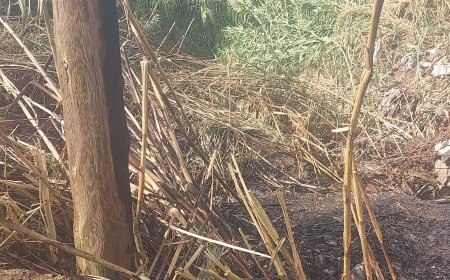 Alanya’da otluk alanda yangın çıktı: Büyümeden söndürüldü