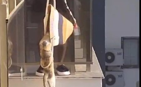 Serik’te Mahsur Kalan Kediyi Plaj Çantasıyla Kurtardı