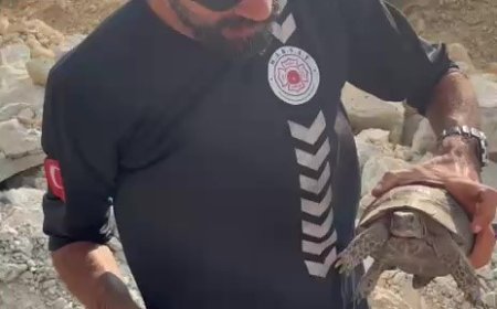 Kaş’taki Orman Yangınında Seferberlik: Koyunlar ve Kaplumbağa Alevlerden Kurtarıldı