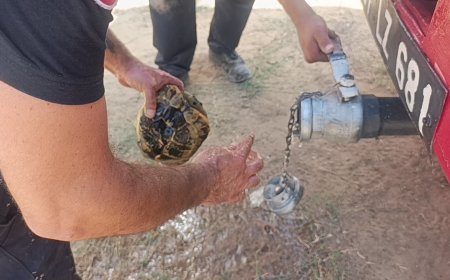 Manavgat’taki Orman Yangınında Alevlerden Kaçan Kaplumbağa Kurtarıldı