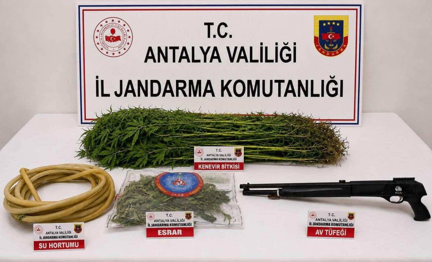 Alanya’da Uyuşturucu Operasyonu: 290 Gram Esrar ve 120 Kök Kenevir Ele Geçirildi.