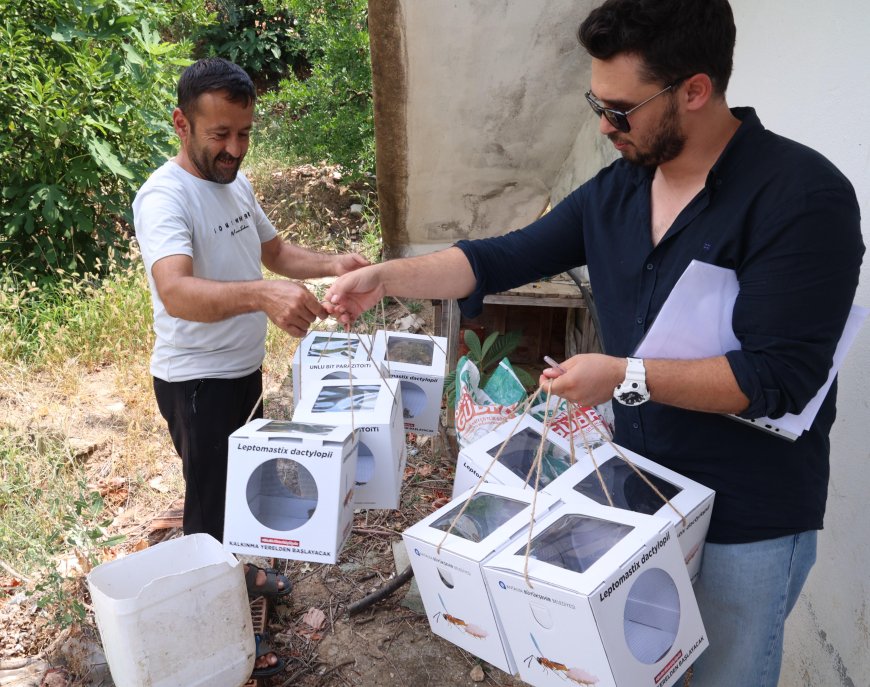 Büyükşehir’den 800 Dekar Araziye Faydalı Böcek Desteği