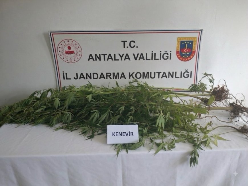 Alanya’da Uyuşturucu Operasyonu: 745 Gram Esrar ve 5 Kök Kenevir Ele Geçirildi