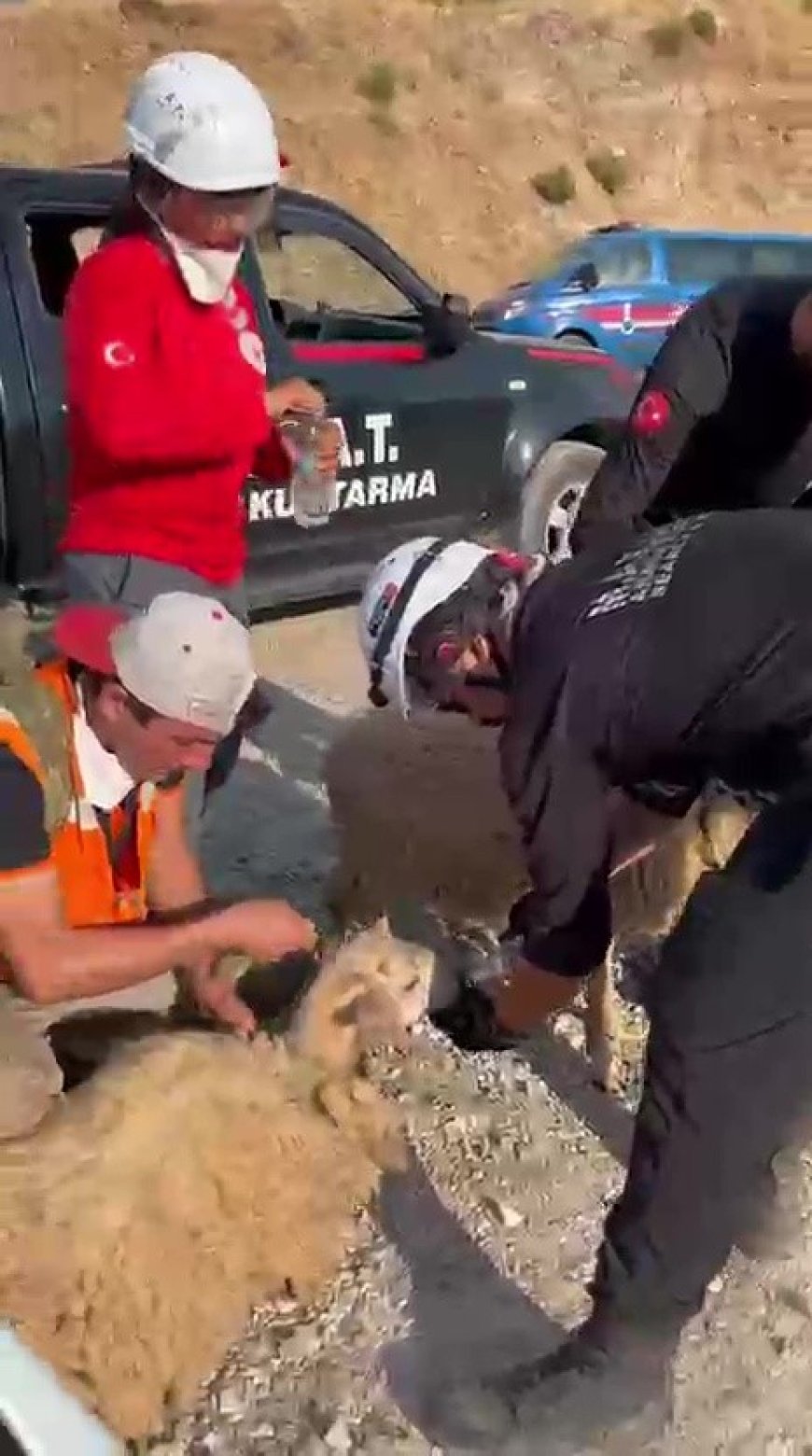 Kaş’taki Orman Yangınında Seferberlik: Koyunlar ve Kaplumbağa Alevlerden Kurtarıldı