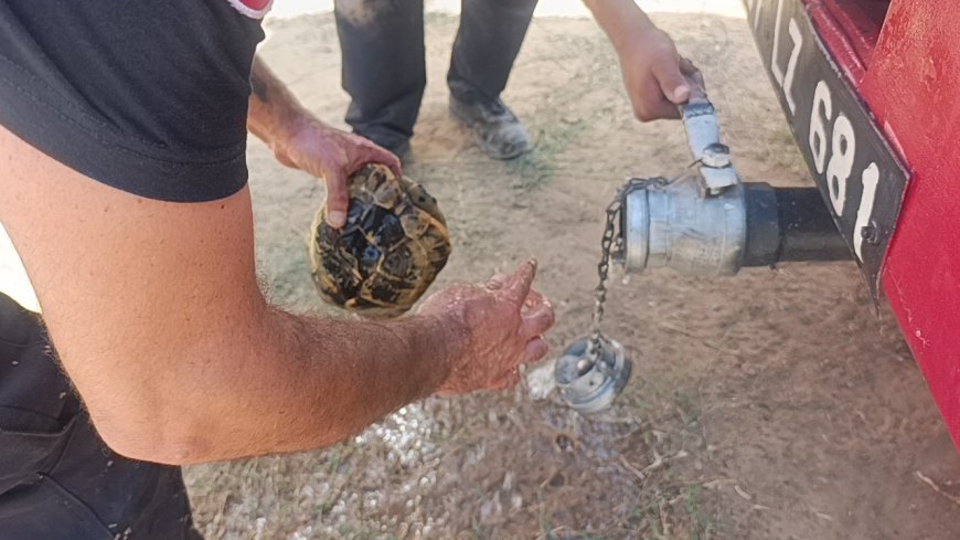 Manavgat’taki Orman Yangınında Alevlerden Kaçan Kaplumbağa Kurtarıldı