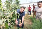 ALKÜ’nün Tropik Meyve Serasında İlk Hasat Heyecanı