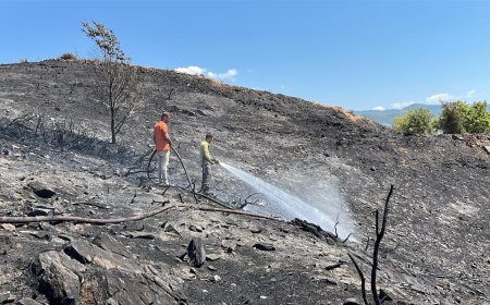 Alanya’da Ağaçlık Alanda Yangın: 10 Dönüm Alan Zarar Gördü, Sera Kül Oldu