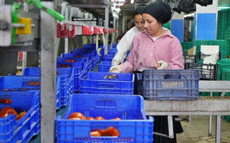 Antalya Hallerinde Domates Şoku: İşlem Miktarı Rekor Düşüşle Yüzde 56,70 Azaldı