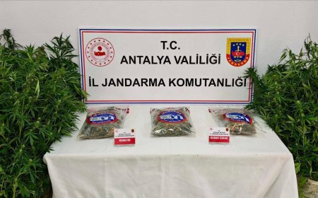Gazipaşa’da yasadışı kenevir operasyonu: 146 kök kenevir ele geçirildi, şüpheli tutuklandı