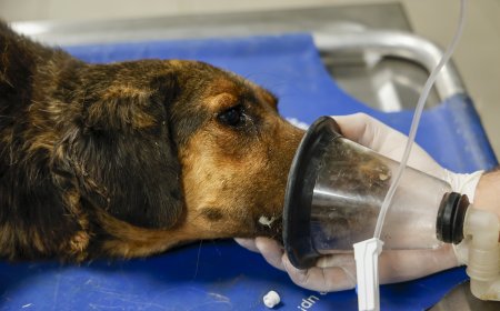 Büyükşehir Ekipleri Seferber Oldu: Yangından Etkilenen 105 Köpek Güvenli Alana Nakledildi