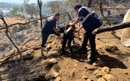Antalya Büyükşehir Belediyesi Yangının İlk Anından İtibaren Sahada