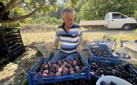 İbradı’da Bursa siyah incirinde hasat başladı: Rekolte yüzde 75 düştü
