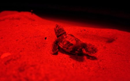 Manavgat sahillerinde kırmızı LED uygulaması 5 bin 500’den fazla caretta carettayı denizle buluşturdu