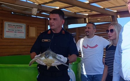 Manavgat’ta 2 yeşil deniz kaplumbağası uydu takip cihazıyla denize bırakıldı