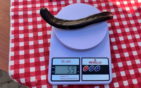 Alanya’da keçiboynuzu şenliği: En ağır keçiboynuzu 59 gram çıktı