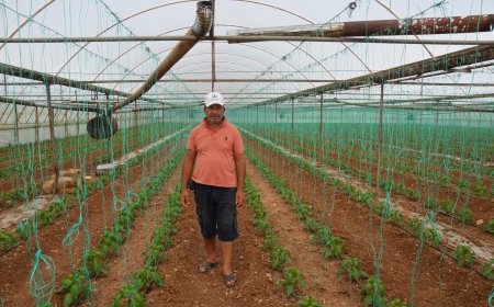 Serik’te kapya biber sezonu başladı: Üreticinin fiyat beklentisi 200 lira