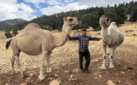 73 yıldır konargöçer hayat: Sarıkeçili Yörüğü “Kuş Ali” geleneği yaşatıyor